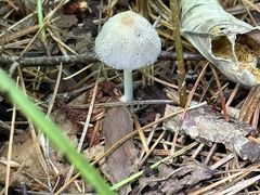 -五营红松林海景区