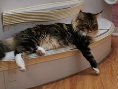 -COLOR PETS 撸猫馆·购猫·猫咖(长风大悦城店)