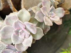 -老鼎万春卤菜(五代传承创始老店)