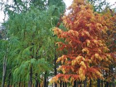 -上海长兴岛郊野公园