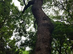 -绮园景区