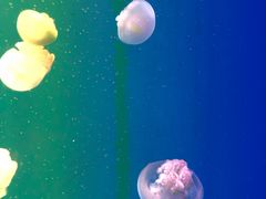 -福州罗源湾海洋世界旅游区