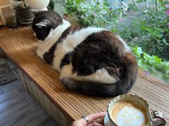 -海边的猫和咖啡馆