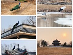 -南海子公园