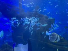 -江和美海洋公园