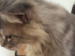 -楼上猫咖(罗湖店)