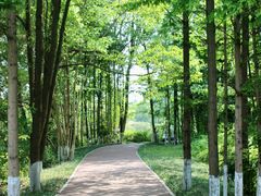 -桤木河湿地公园