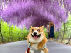-大塘金香草谷