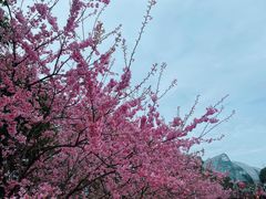 -南山植物园