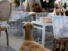 -共舞时光猫咖·狗咖(新街口店)