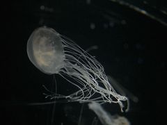 -大阪海游馆