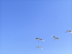 -盐城丹顶鹤湿地生态旅游区