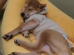 -逗柴咖啡屋·狗咖猫咖宠物桌游