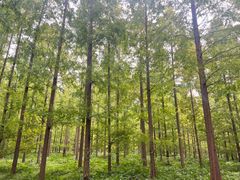 -黄海国家森林公园