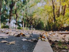 -长白岛森林公园