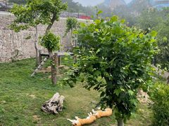 -西霞口神雕山野生动物世界