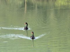 -广州白江湖森林公园