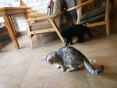 -猫咖时代(中山亭店)