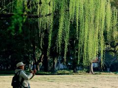 -柳浪闻莺公园