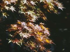 -秋霞圃