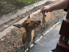 -清迈夜间动物园