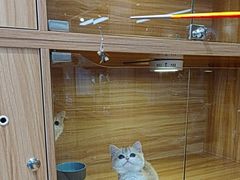 -猫十亿·布偶金渐层·曼基康矮脚猫舍(青年路店)