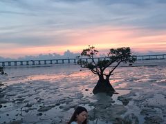 -宝安西湾红树林湿地公园