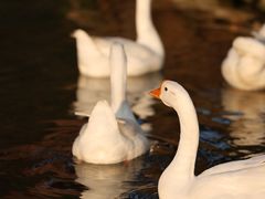 -靖西鹅泉风景区