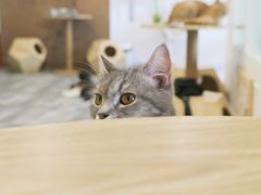 -楼上猫咖(罗湖店)