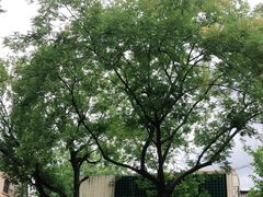 -上海市中医文献馆