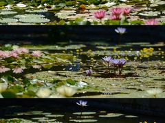 -国家植物园南园