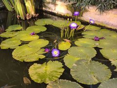 -国家植物园南园