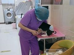 -北京观赏动物医院·24小时大型综合·猫专科·异宠专科