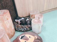 -藦茜花园宠物主题亲子互动体验馆(国顺东路店)