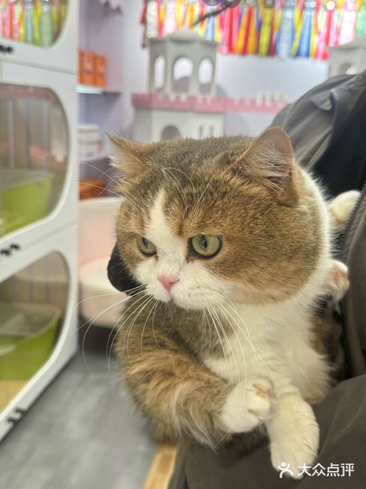 青奢宠物·青奢猫舍图片