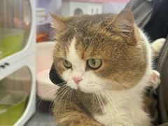-青奢宠物·青奢猫舍