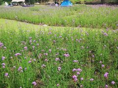 -上海滨江森林公园