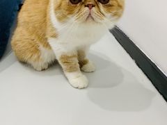 -糯米喵星人·撸猫猫舍咖啡馆(西市场嘉华店)