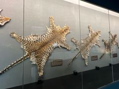 -昆明动物博物馆