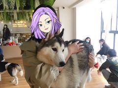 -Husky Go! 哈士奇体验馆·宠物咖啡厅狗咖