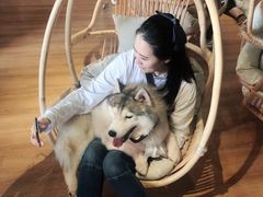 -Husky Go! 哈士奇体验馆·宠物咖啡厅狗咖