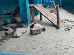 -沈阳森林动物园