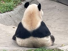 -都江堰中华大熊猫苑