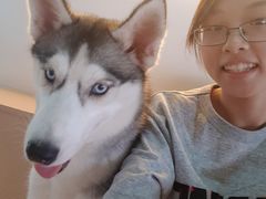 -Husky Go! 哈士奇体验馆·宠物咖啡厅狗咖