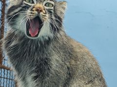 -青藏高原野生动物园