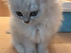 -Pets First伊珊娜洗护·精致美容·家庭式寄养(新会路店)