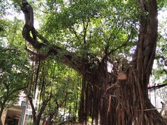 -小洲村