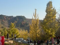 -遵化市禅林寺古银杏风景园