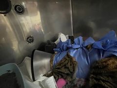 -美联众合动物医院·24h转诊中心