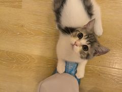 -猫咪派对(江南西店)